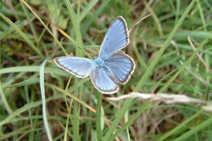 Papillons de Brenne (dans les pas de Maurice)