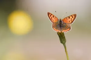 Balade naturaliste : initiation à la photographie naturaliste
