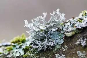 Balade botanique dessinée... Les lichens de Bibracte !