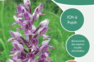 Les orchidées-sauvages