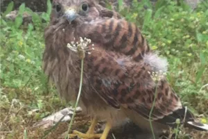 Nids de pâques au Château d’Assier