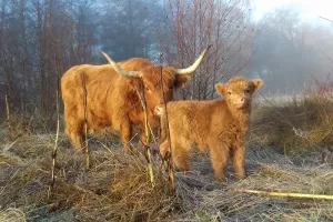 Vaches écossaises, prairies morvandelles !