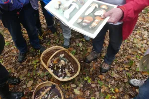 Sortie champignons en forêt