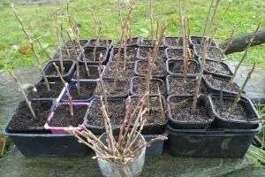 Atelier petit jardinier
