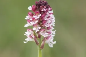 Les orchidées de la Vallée du Pressoir