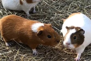 LES PETITIS RONGEURS