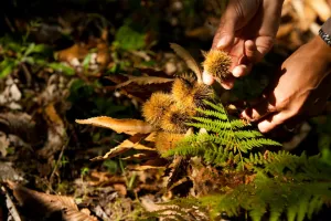 Les fruits et champignons de l'automne