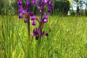 Orchidées à la Réserve Naturelle de la tourbière de Mathon