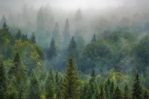 Lecture musicale, un cri dans la forêt