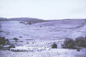 BALADE ANIMÉE - MERCOIRE D'AUTREFOIS, PAYS DE TRANSHUMANCE
