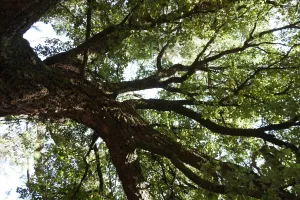 Visite de la forêt dans tous ses états