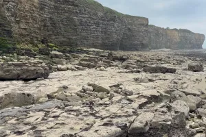 Découverte des oiseaux des falaises du Bessin