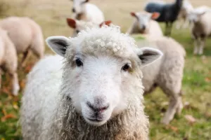 FOIRE AGRICOLE ET ARTISANALE