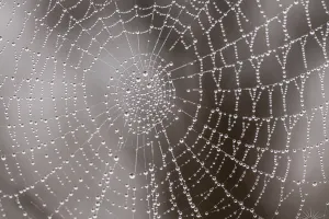 Les minuscules qui font peur