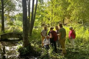 Balade nature : découverte des plantes sauvages à Tours