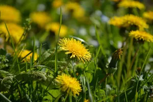 Sortie nature "Histoire et usages des plantes"