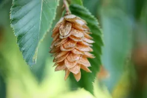 Le fabuleux pouvoir des arbres