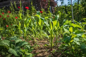 Événement Nature & Vous - Secrets et astuces d'un potager au naturel