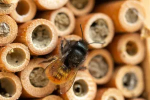 Événement Nature & Vous - Bienvenue aux petits habitants du jardin !