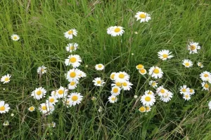 Rendez-vous au jardin des quatres saisons