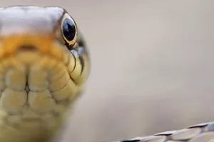 Fascinants reptiles... Ils sont aussi sur Bordeaux Métropole