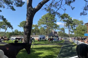 Visite privilège à l'hippodrome, un jour de courses