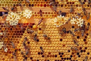 DÉCOUVERTE DU MONDE DES ABEILLES