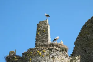 Au château des cigognes