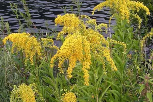 Chantier nature : à l'arrachage !