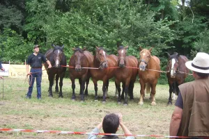 Foire aux bestiaux et concert