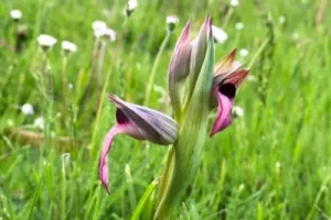 La prairie aux mille Sérapias langue