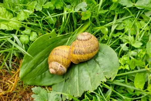 Au cœur de l'héliciculture : visite et parenthèse gourmande