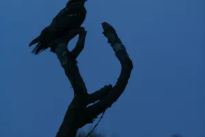 Sortie nature : Un soir d'été dans les landes, à l'écoute de l'engoulevent