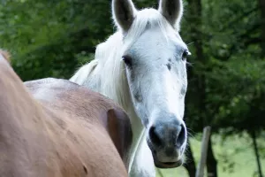 Fête du cheval à Équivallée
