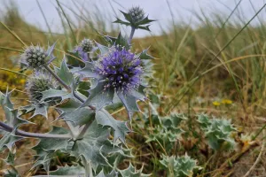 Un soir d'été dans les dunes