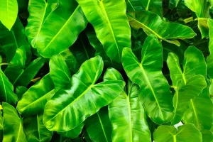 Eté actif : Empreintes végétales