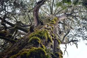 Exposition-Jeu : "Arborescence''
