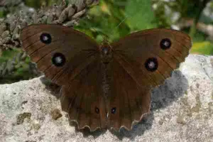 Papillons de Brenne (dans les pas de Maurice)