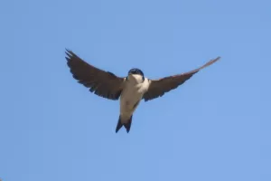 la faune du bâti