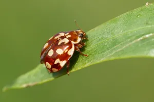 On fait le point... sur les coccinelles !