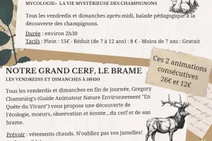 ANIMATION NATURE : BRAME DU CERF