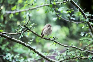 Balade ornithologique avec la Croisée des Villages
