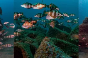 Exposition sur les récifs artificiels landais