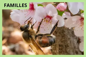 Parcours conté au château Citran - Léo au pays des abeilles