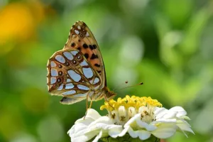 Ouverture des jardins pédagogiques "De la Graine Aux Copeaux"