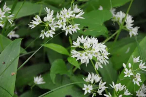 Balade "Les plantes au bord du chemin"