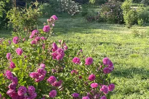 FLORILÈGE À LA ROSERAIE
