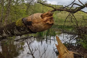 Sur les traces du Castor au lac de Chamboux