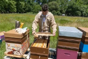 Visite guidée : Apiculteur d'un jour