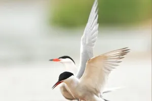 Atelier nature: Ma vie de sterne  ( à partir de 7 ans)